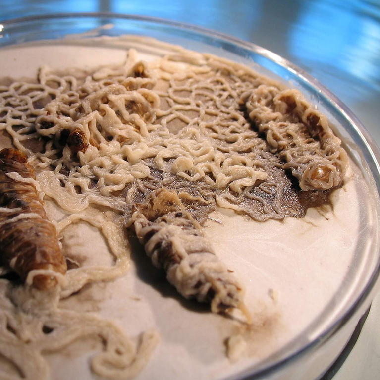 Insect-parasitic nematodes emerging from insect hosts in a laboratory dish as part of UCR research on biological crop protection.