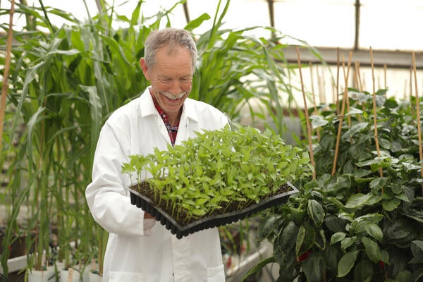 Professor of nematology holding a tray of plants at the greenhouse