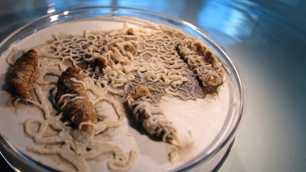 Insect-parasitic nematodes emerging from insect hosts in a laboratory dish as part of UCR research on biological crop protection.