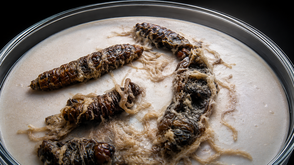 AI-generated rendering of insect hosts and nematodes in a laboratory dish, illustrating UCR research into nematode-derived proteins for sustainable crop protection.