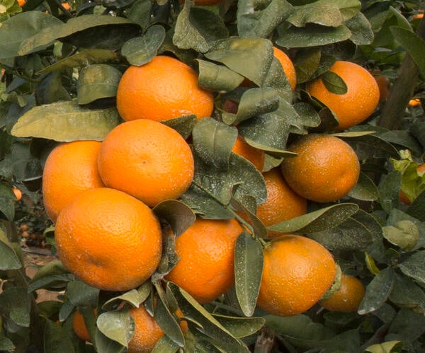 Tango Mandarin