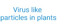 Virus like particles in plants Virus like particles in plants